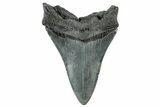 Serrated, Fossil Megalodon Tooth - South Carolina #321256-1